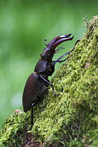 Male Stag Beetle (Lucanus cervus) on tree trunk, New Forest, Hampshire, UK