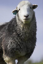 Herdwick Sheep (Ovis aries), Levin Down Nature Reserve, Sussex, UK