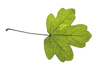 Field Maple (Acer campestre) leaf, UK