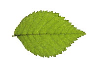 Wych elm (Ulmus glabra) leaf, UK