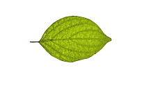 Dogwood (Cornus sanguinea) leaf, UK
