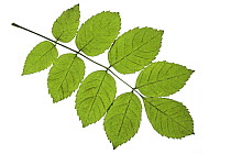 Alder {Alnus hirsuta} leaves, UK