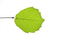 Hazel (Corylus avellana) leaf, UK