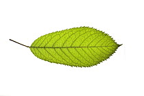 Wild / Sweet cherry (Prunus avium) leaf, UK