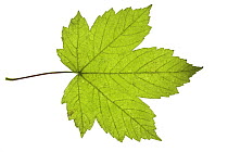 Sycamore (Acer pseudoplatanus) leaf, UK