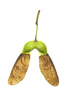 Sycamore (Acer pseudoplatanus), winged seed, UK