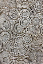 Fossil Stromatolites from the Cretaceous period, formations caused by bacteria and algae, Morocco