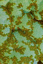 Close-up of Malachite on Chrysocolla (mineral specimen), Congo, Africa