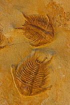 Trilobite (Sumphururus ytripocis) fossils, Ordovician age, Zagoura, Morocco