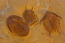 Trilobite fossils, (Cerurus ocekaspis) left and (Sumphururus ytripocis) right, Ordovician age, Zagoura, Morocco