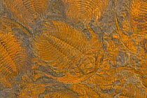 Trilobite fossils (Acadoparadoxides) from the Cambrian Period (520 million years ago), Djebel Ougnat, Morocco