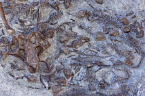 Sculpted cast of a fossilised Psittacosaurus dinosaur nest containing one adult and 34 babies, China