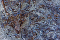 Sculpted cast of a fossilised Psittacosaurus dinosaur nest containing one adult and 34 babies, China