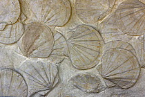 Fossilised Scallops (Pecten genus), bivalve molluscs, Miocene Period, Southern France