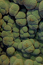 Malachite, close-up, Arizona, USA