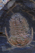 Fossil Trilobite (Redlichia takooensis), Lower (Early) Cambrian Period, Emu Bay Shale formation, Kangaroo Island, South Australia