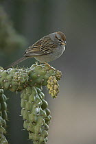 Rufous-crowned sparrow (Aimophila ruficeps) perched on cactus branch, Sonoran Desert, Arizona
