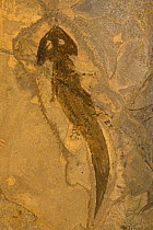 Fossilised Amphibian (Actinodon), Lower Permian, Pfauz, Germany