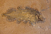 Coelacanth fossil (undescribed species), Upper Jurassic, Solnhofen, Germany