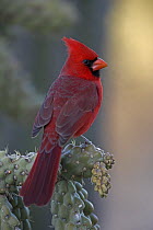 Male Northern Cardinal (Cardinalis cardinalis) Perched on ocotillo, Arizona, USA