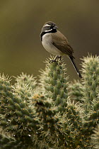 Black-throated / Desert Sparrow (Anphispiza bilineata) perched on cholla cactus, Arizona, USA