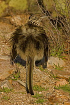 Greater Roadrunner (Geococcyx californianus) sunbathing, by erecting its feathers the sun is able to strike directly on black skin, Arizona, USA