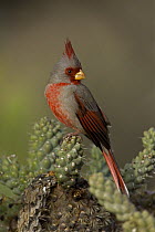 Male Pyrrhuloxia (Cardinalis sinuatus) on cholla cactus, Arizona, USA