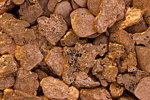 Native Copper Nuggets from Michigan, USA