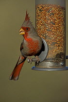 Male Pyrrhuloxia (Cardinalis sinuatus) on bird feeder, Arizona, USA