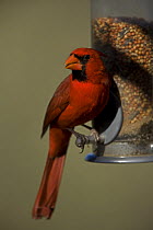 Male Northern Cardinal (cardinalis cardinalis) perched on bird feeder, Arizona, USA