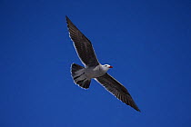 Adult Heermann's Gull (Larus heermanni) flying, Sonora, Mexico