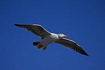 Adult Yellow-footed Gull (Larus livens) flying, Sonora, Mexico