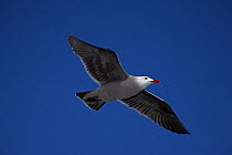 Adult Heermann's gull (Larus heermanni) flying, Soaring, Mexico
