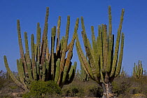 Cardon cactus (Pachycereus pringlei), Sonora, Mexico