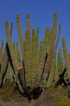 Cardon Cactus (Pachycereus pringlei), Sonora, Mexico
