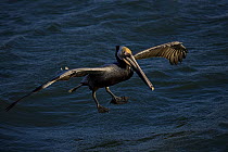 Adult Brown pelican (Pelecanus occidentalis) landing on water, Sonora, Mexico