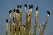 Black vultures (Coragyps atratus) perched on cardon cactus (whitewashed due to vulture faeces), Sonora, Mexico