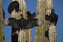 Black Vultures (Coragyps atratus) perched on cardon cactus (whitewashed due to vulture faeces), one ndividual with wings open sunbathing, Sonora, Mexico