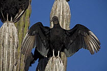 Black Vulture (Coragyps atratus) perched on Cardon cactus (whitewashed due to vulture faeces) with wings open sunbathing, Sonora, Mexico