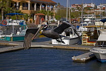 Adult Brown pelican (Pelecanus occidentalis) flying over seaside harbor, Sonora, Mexico