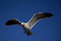 Adult Yellow-footed gull (Larus livens) flying, Sonora, Mexico