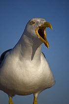 Adult Yellow-footed gull (Larus livens) calling, Sonora, Mexico