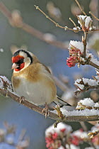 Goldfinch (Carduelis carduelis) on snow covered branch, Wales, UK