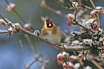 Goldfinch (Carduelis carduelis) on snow covered branch, Wales, UK