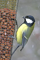Great tit (Parus major) feeding on nut feeder in snow, Wales, UK, February