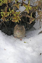 Bank vole (Clethrionomys glareolus) coming out of burrow under snow, Carmarthenshire, Wales, UK February
