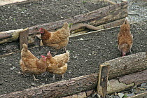 Domestic hens {Gallus gallus domesticus} peck over to clean raised flower beds before planting, Carmarthenshire, Wales, UK, march