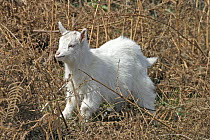 Feral goat (Caprea hircus) kid in bracken, North Wales, UK,  April
