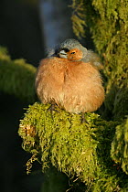 Chaffinch (Fringilla coelebs) male sunbathing with feathers fluffed up in early morning light, Wales, UK, May