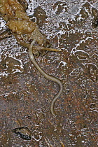 Nematode worm {Nematoda} which helps to break down vegetable matter into compost, Wales, UK, May